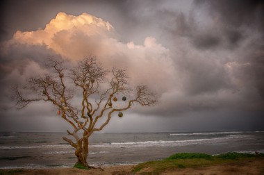 13_Tree-and-Sky-on-Northshore
