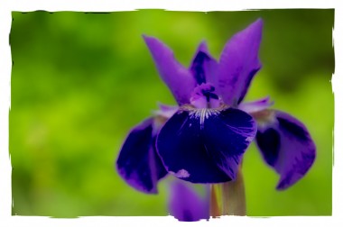 14_purplebloom