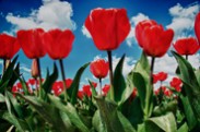 Perky van Gogh's - Tulips