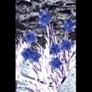Blue Magic - Daffodils