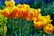 Smiling Sunshine - Tulips